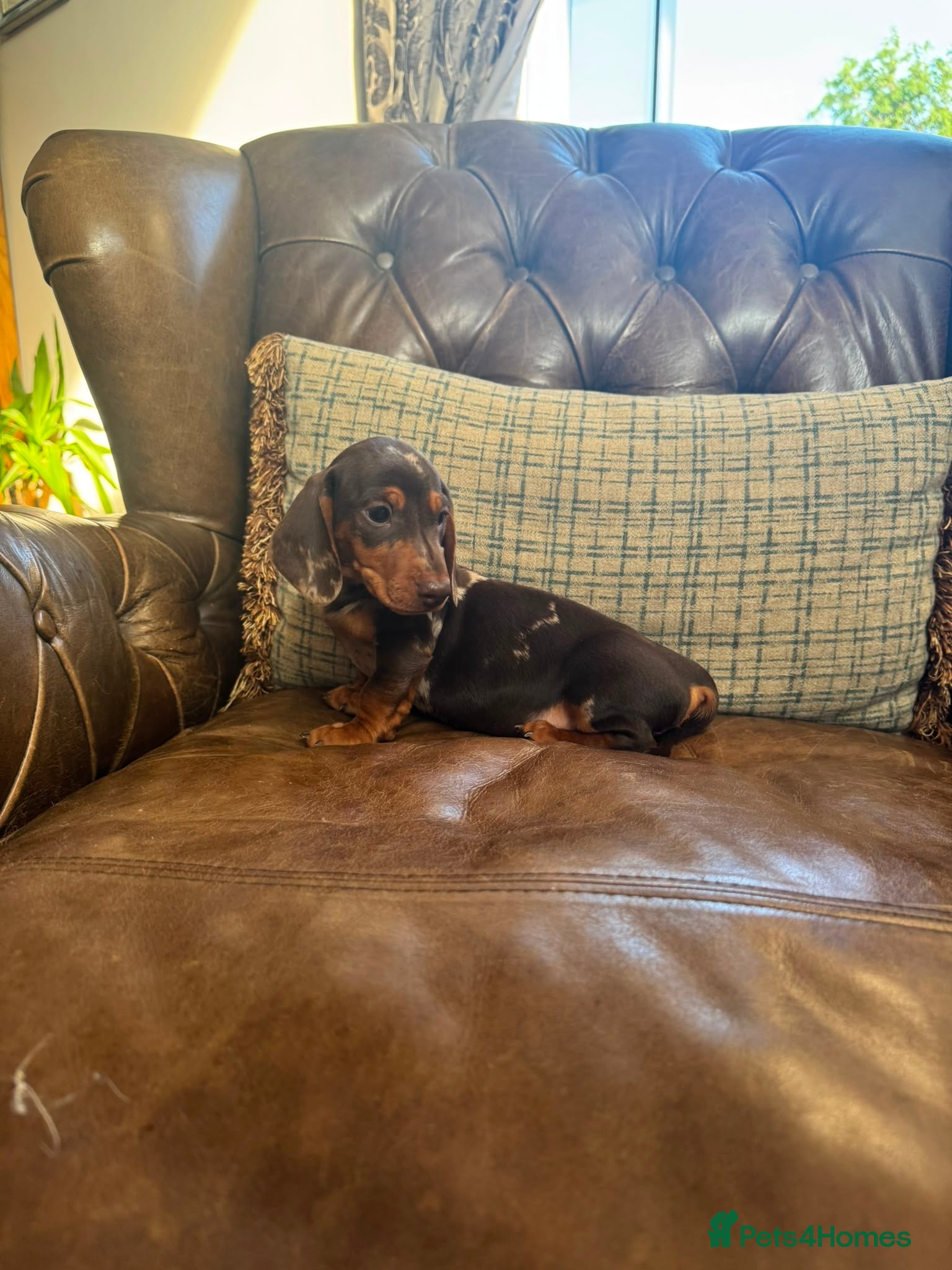 Dachshund dogs Miniature Dachshund Puppies - Advert 2