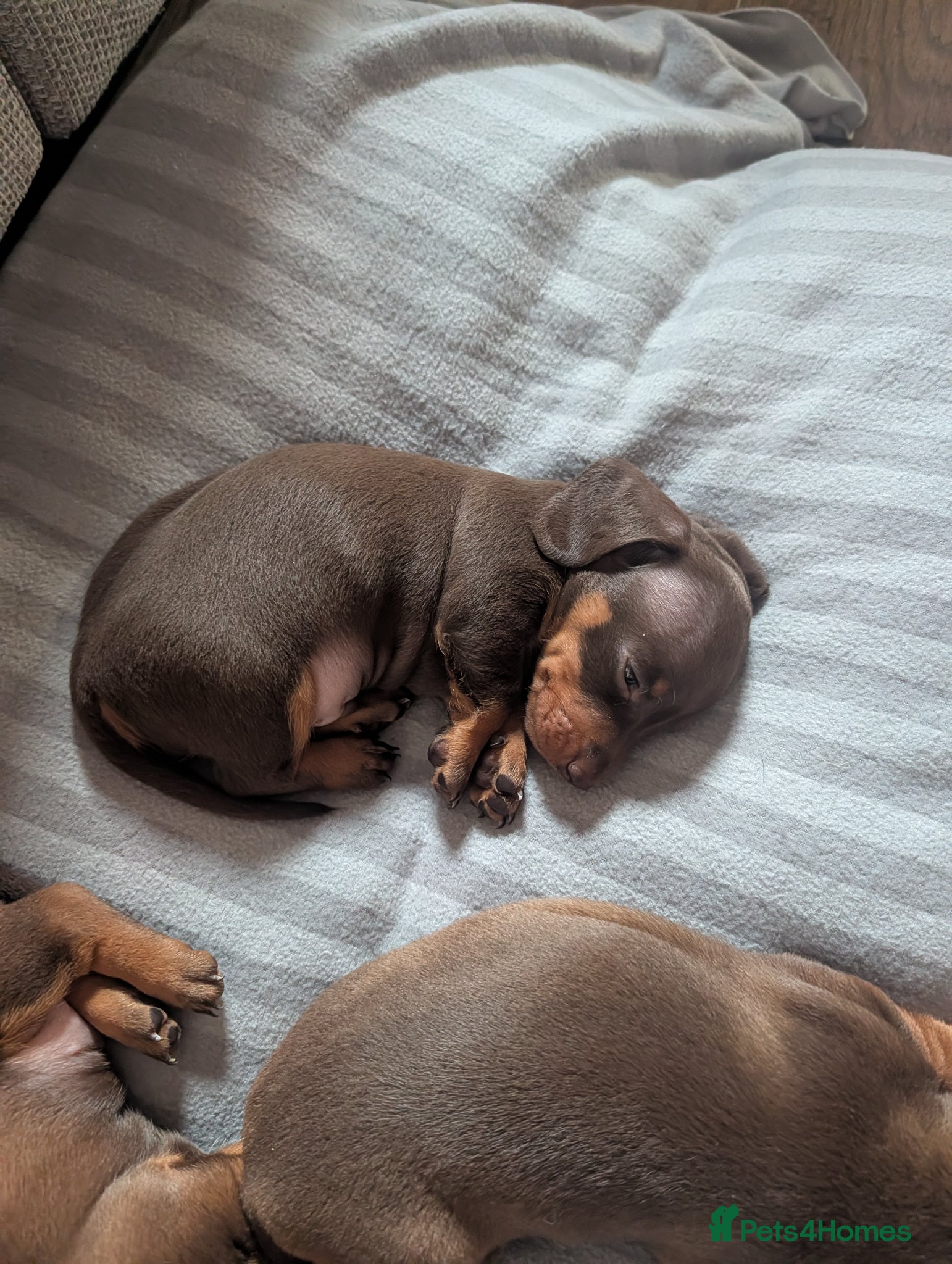 Dachshund dogs Dachshund puppies  - Advert 8