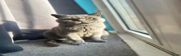 British Shorthair cats for sale: British shorthair female (Elora) in London - Advert 3