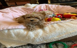 Maltipoo dogs for sale: Beautiful maltipoo puppies looking for new homes  - Image 16