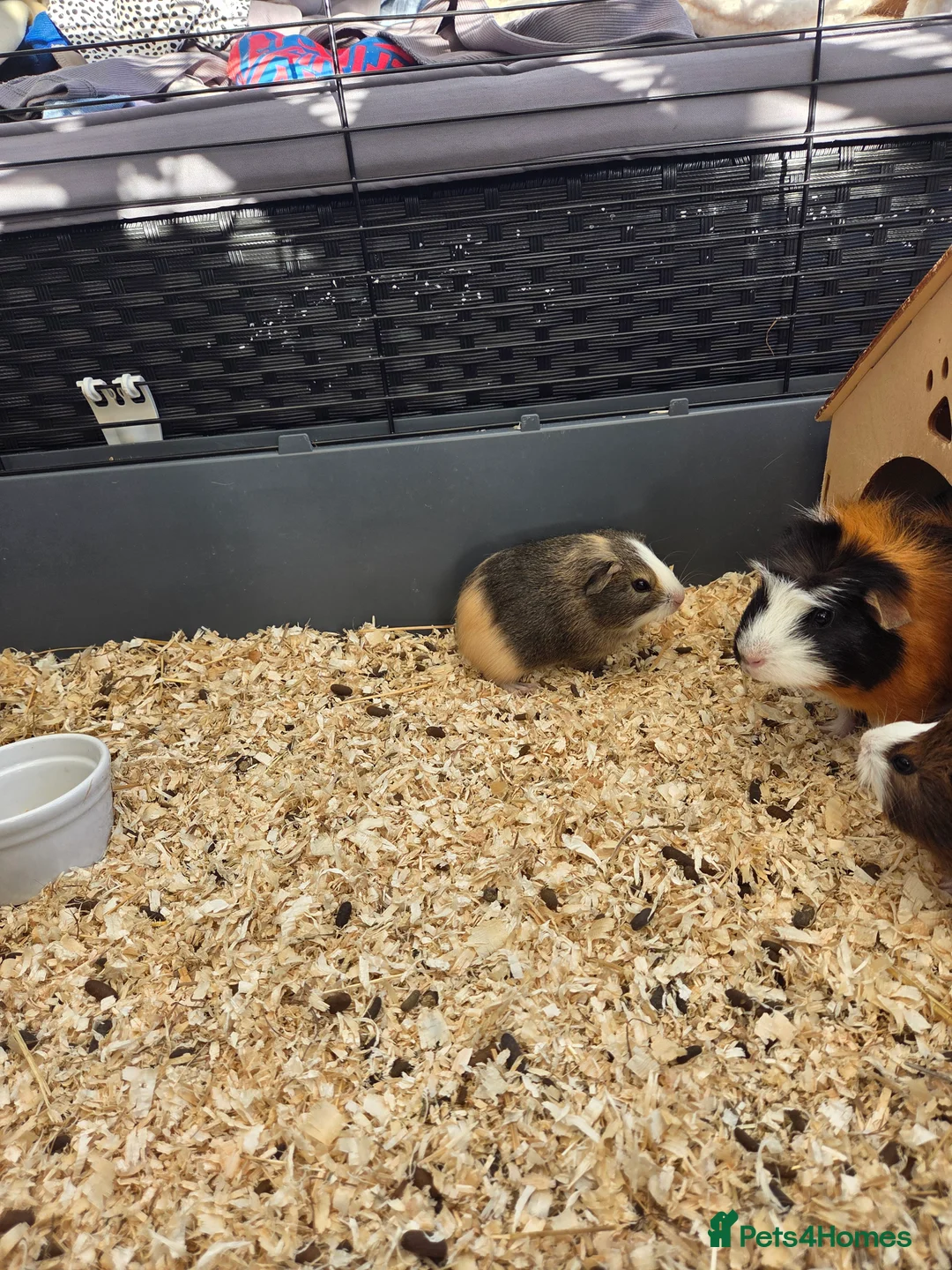 Guinea Pig rodents for sale: Baby boys guinea pigs - Advert 1