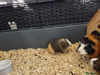 Guinea Pig rodents Baby boys guinea pigs - Advert 1