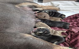 English Bulldog dogs for sale: English bulldogs! SERIOUS DNA  - Image 9