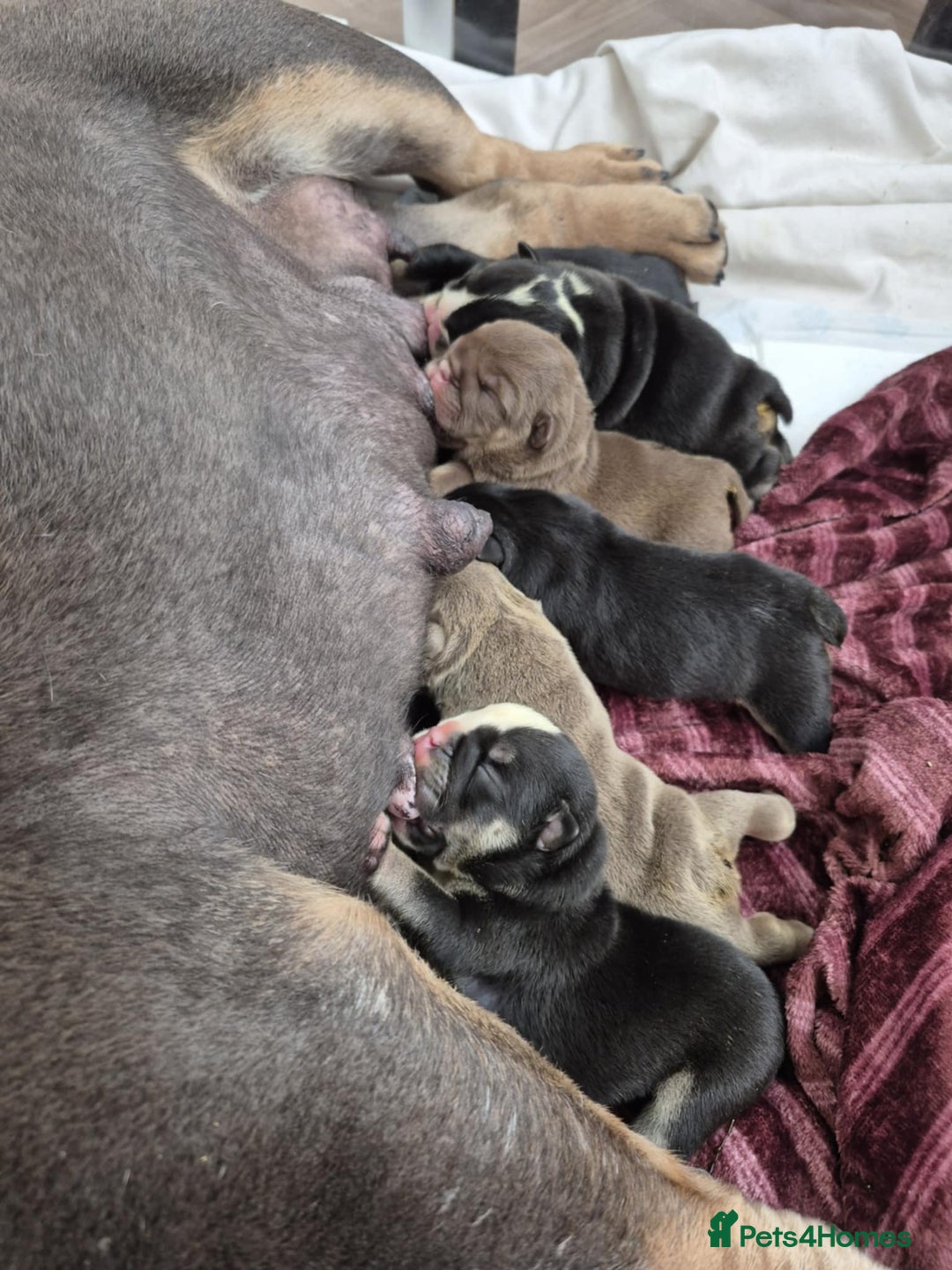 English Bulldog dogs for sale: English bulldogs! SERIOUS DNA  - Image 9