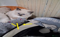 Ragdoll cats for sale: 3 Beautiful ragdoll girls ready  - Image 18