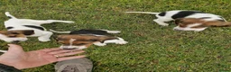 Mixed Breed dogs for sale: Litter of 8 beagle puppies  in Kilmarnock - Advert 5
