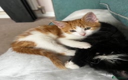 Mixed Breed cats for sale: 4 orange tabby kittens - Image 8