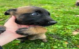 Mixed Breed dogs for sale: Belgian Malinois Puppies  - Image 9