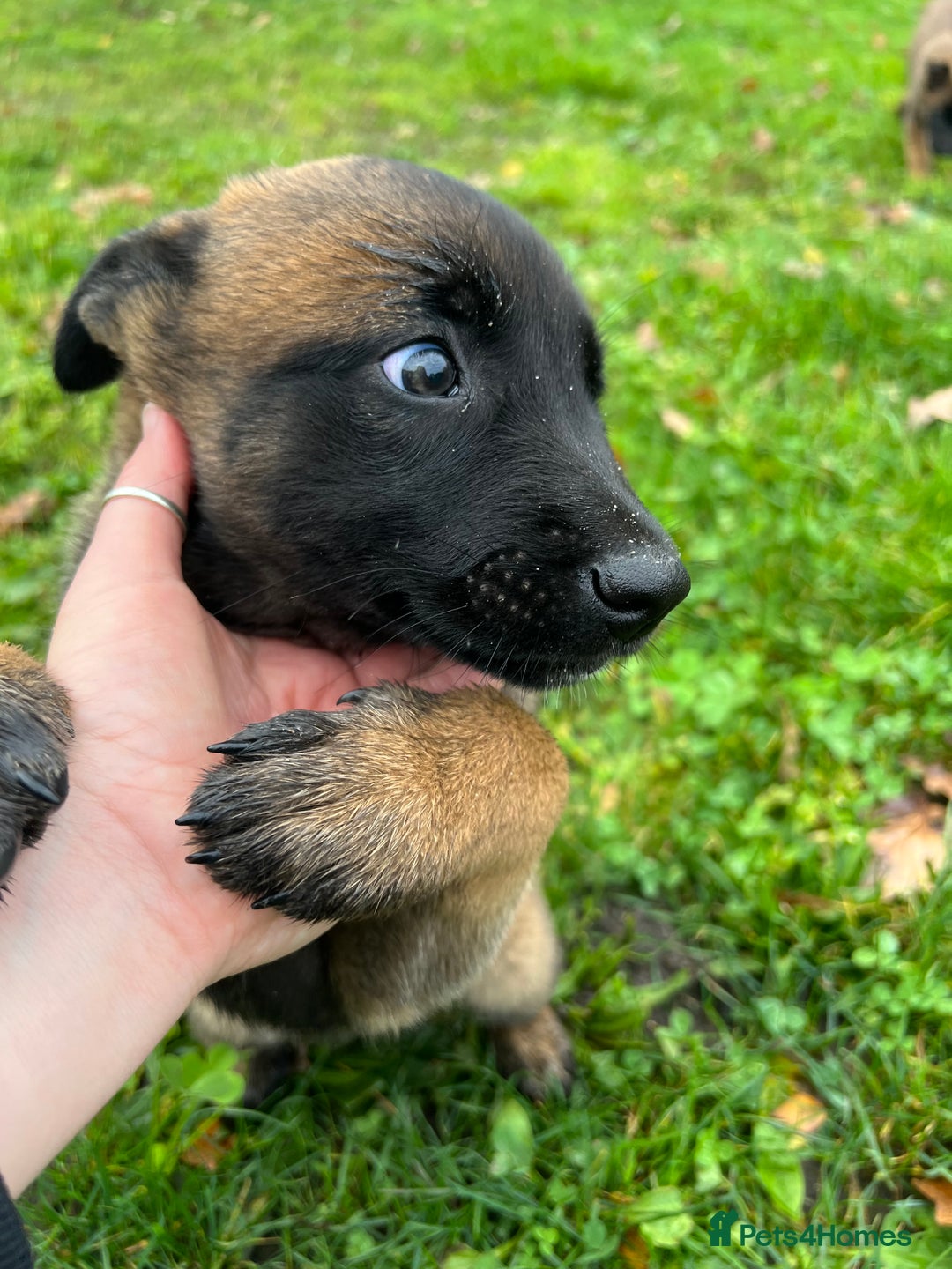 Mixed Breed dogs for sale: Belgian Malinois Puppies  - Image 9