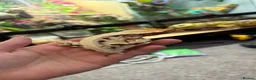 Gecko reptiles for sale: Crested geckos  - Advert 2