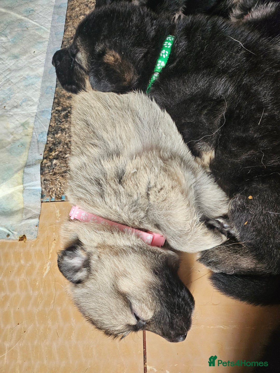 German Shepherd dogs for sale: 8 Beautiful fluffy German Shepherd pups  - Image 13