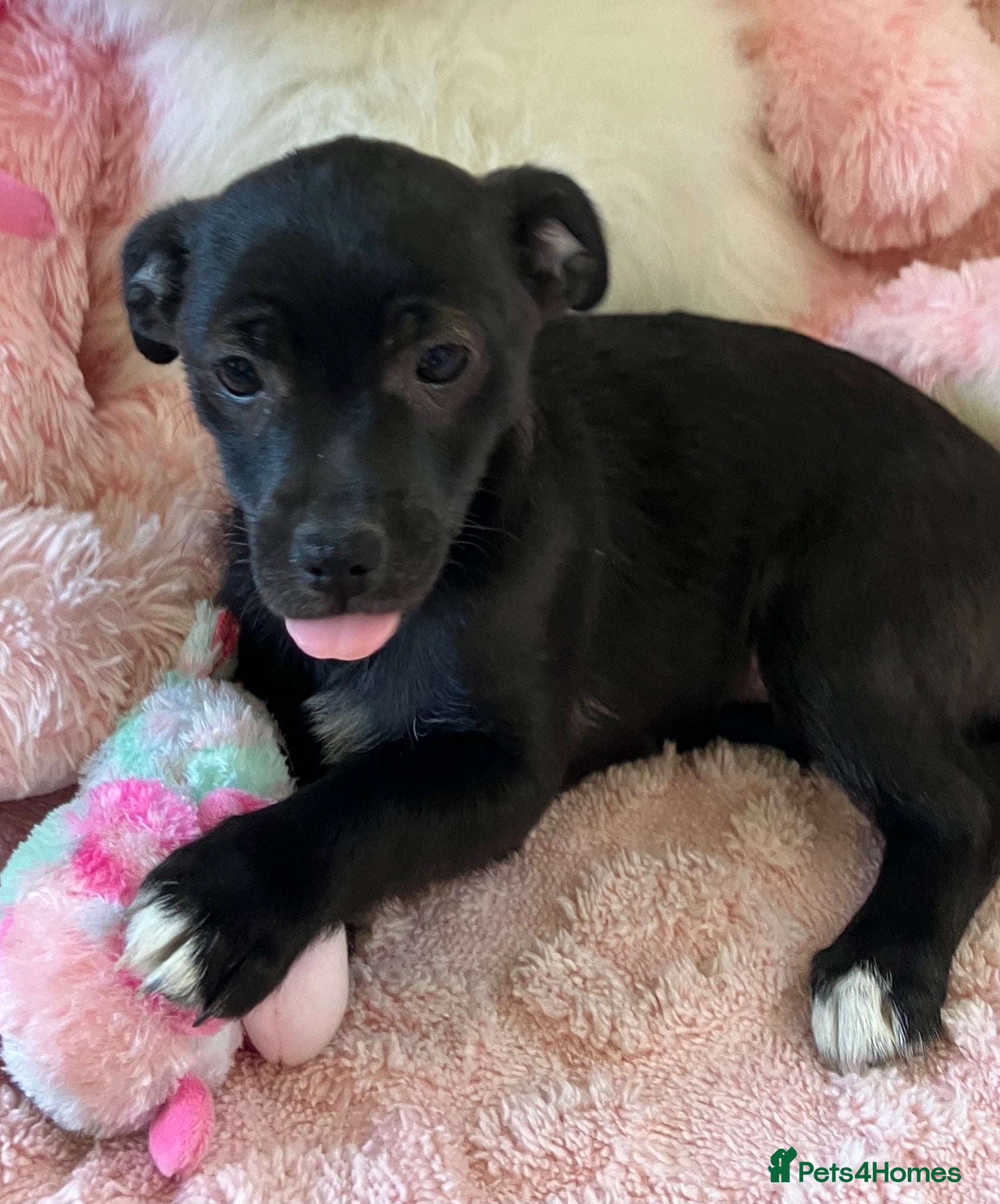 Mixed Breed dogs Jack x Pom puppies  - Advert 17