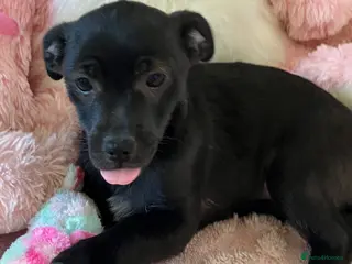 Mixed Breed dogs Jack x Pom puppies - Advert 17