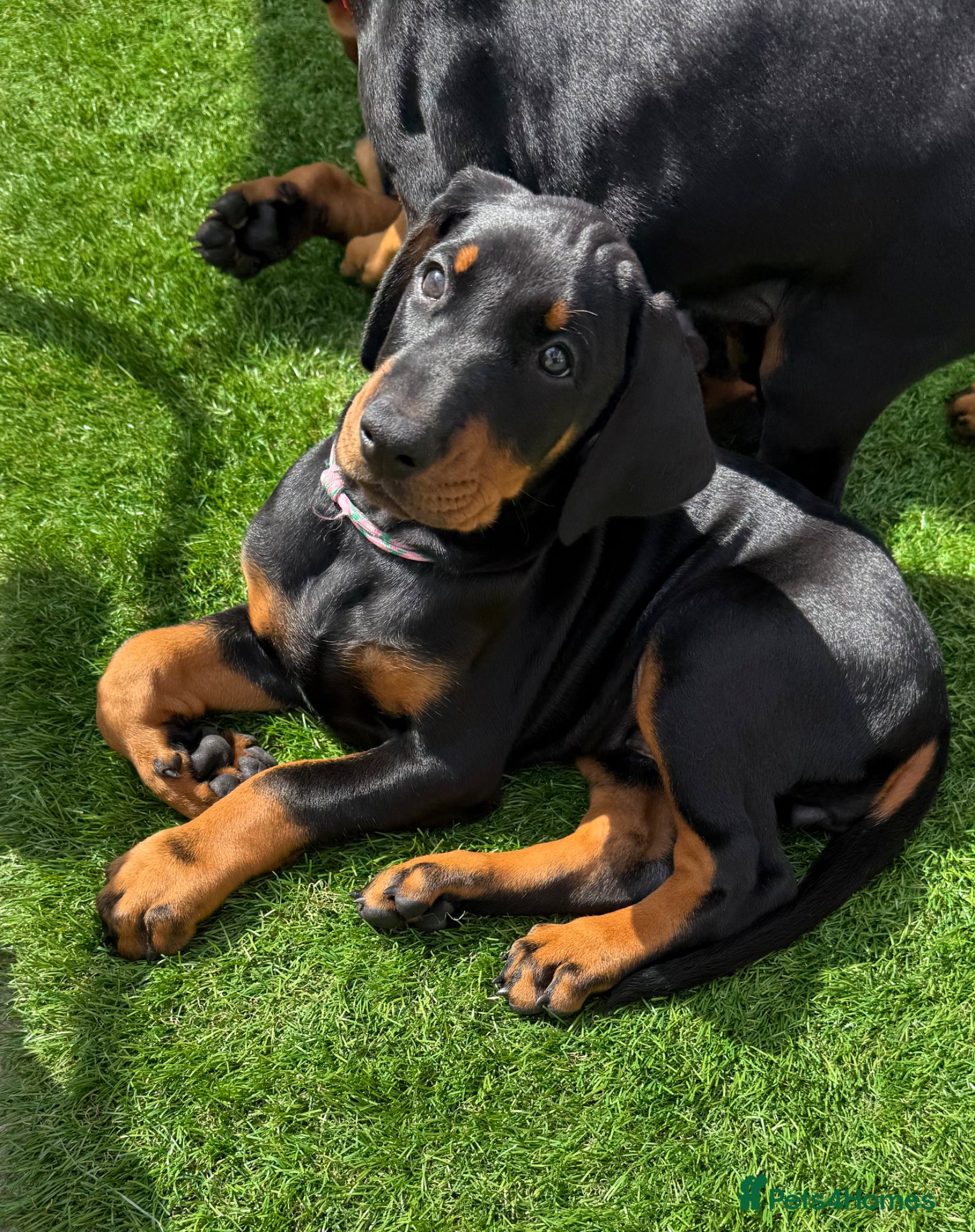Dobermann dogs Exceptional KC Dobermann Puppies - Advert 1