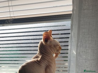 Sphynx cats Spynx male cat - Advert 2