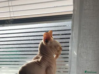 Sphynx cats Spynx male cat - Advert 7