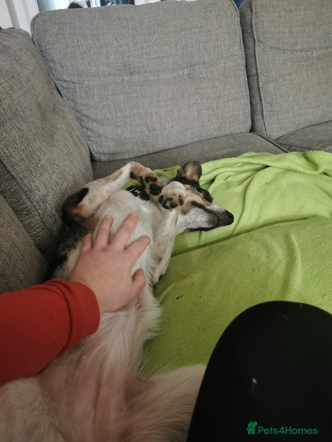 Border Collie dogs for sale: 18 month old energetic border collie - Image 9