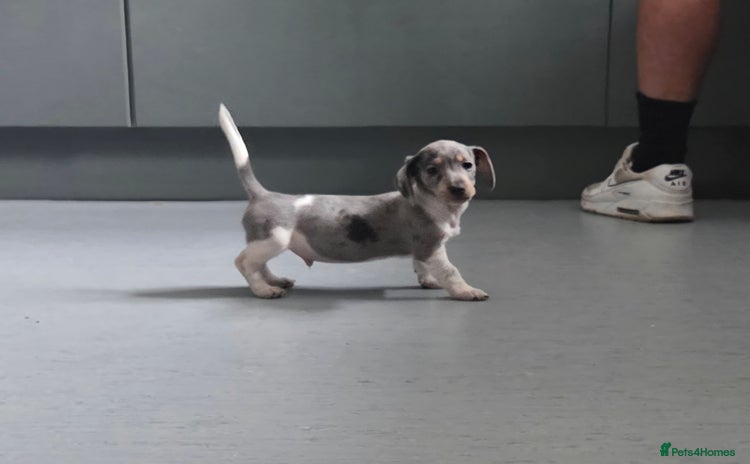 Miniature Dachshund dogs - Advert 14
