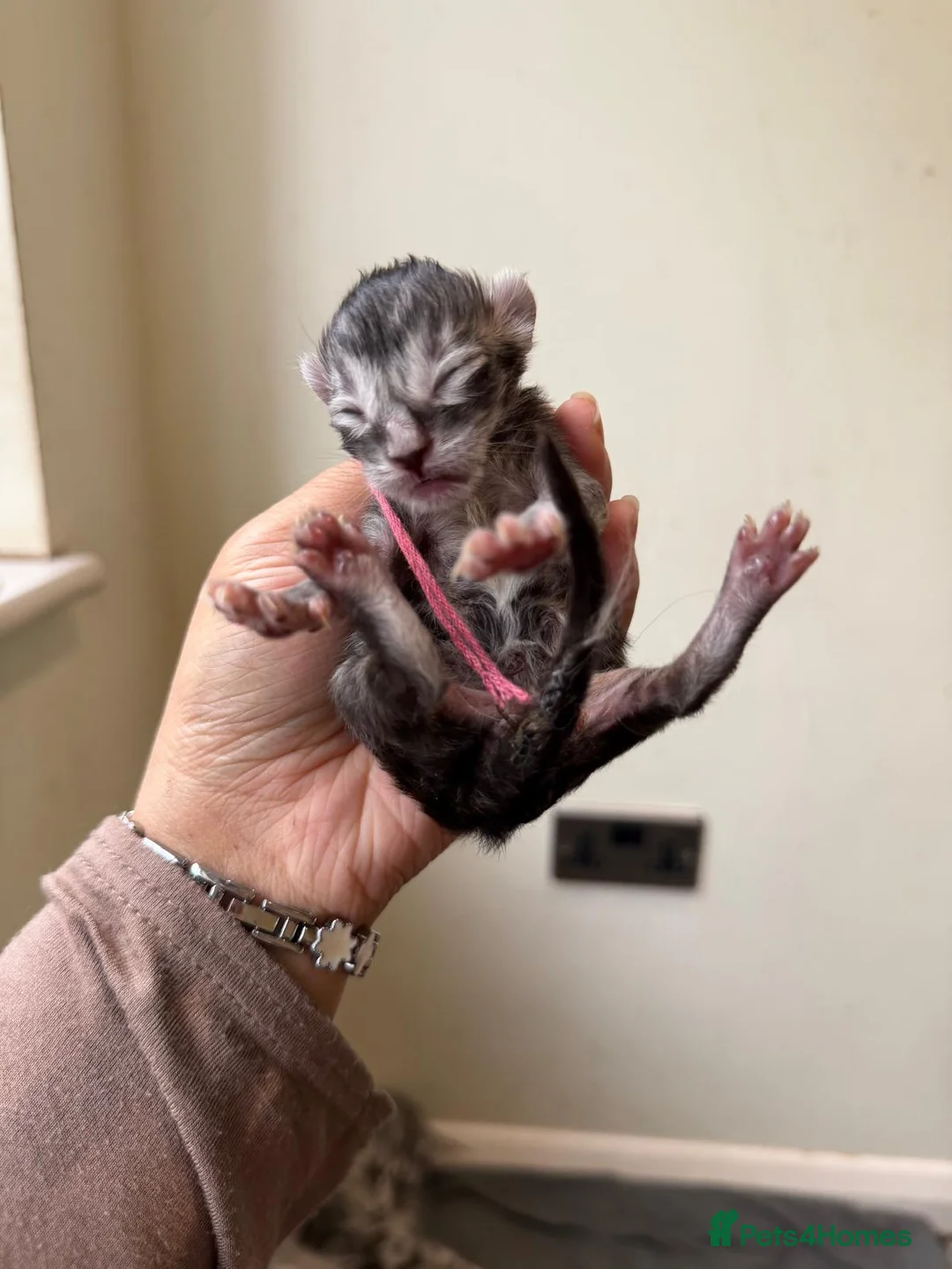 Maine Coon cats for sale: Large Kittens - European Bloodlines - Advert 12