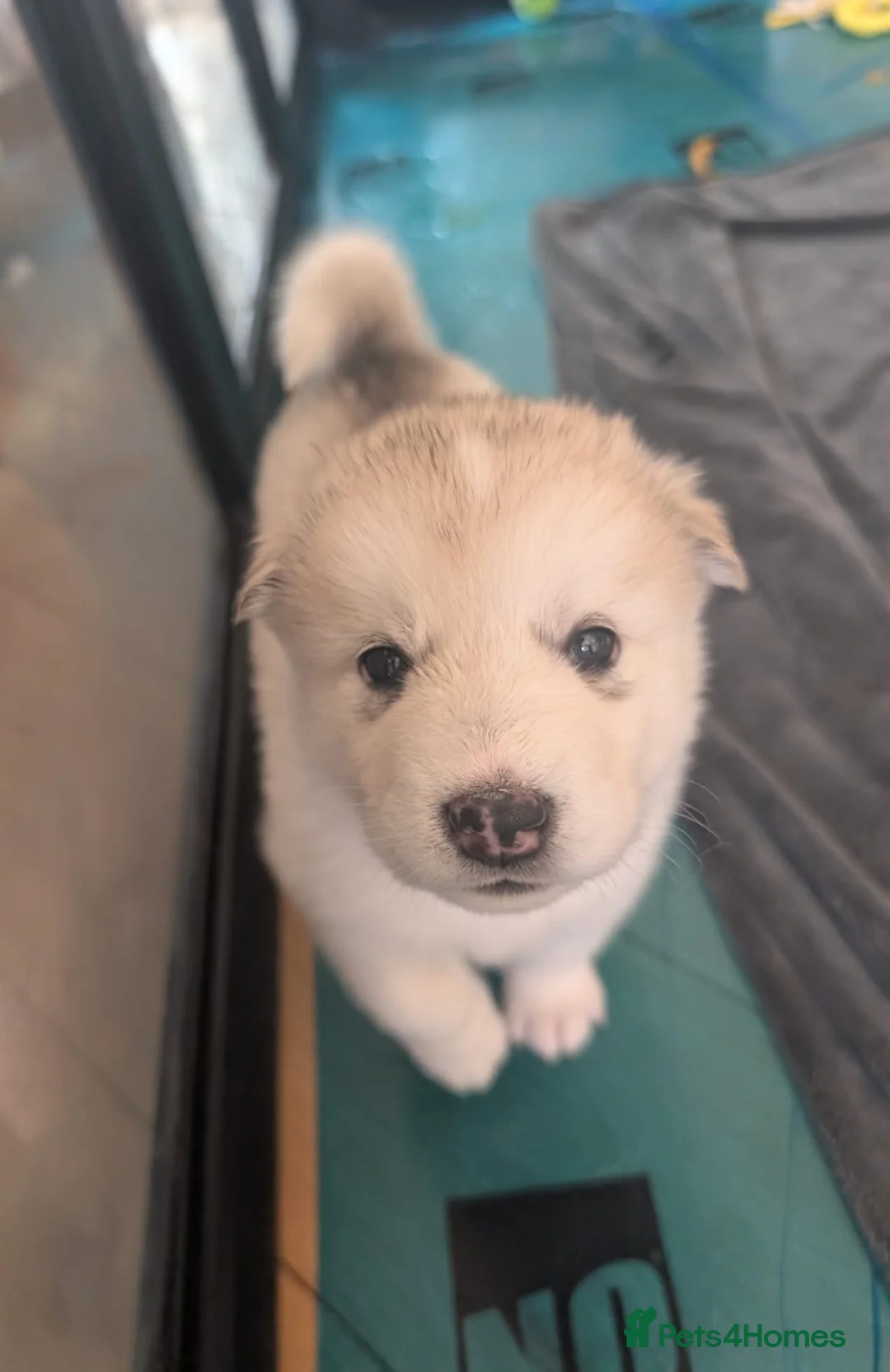 Alaskan Malamute dogs for sale: Alaskan Malamute Puppies – Loving Family Raised - Advert 2