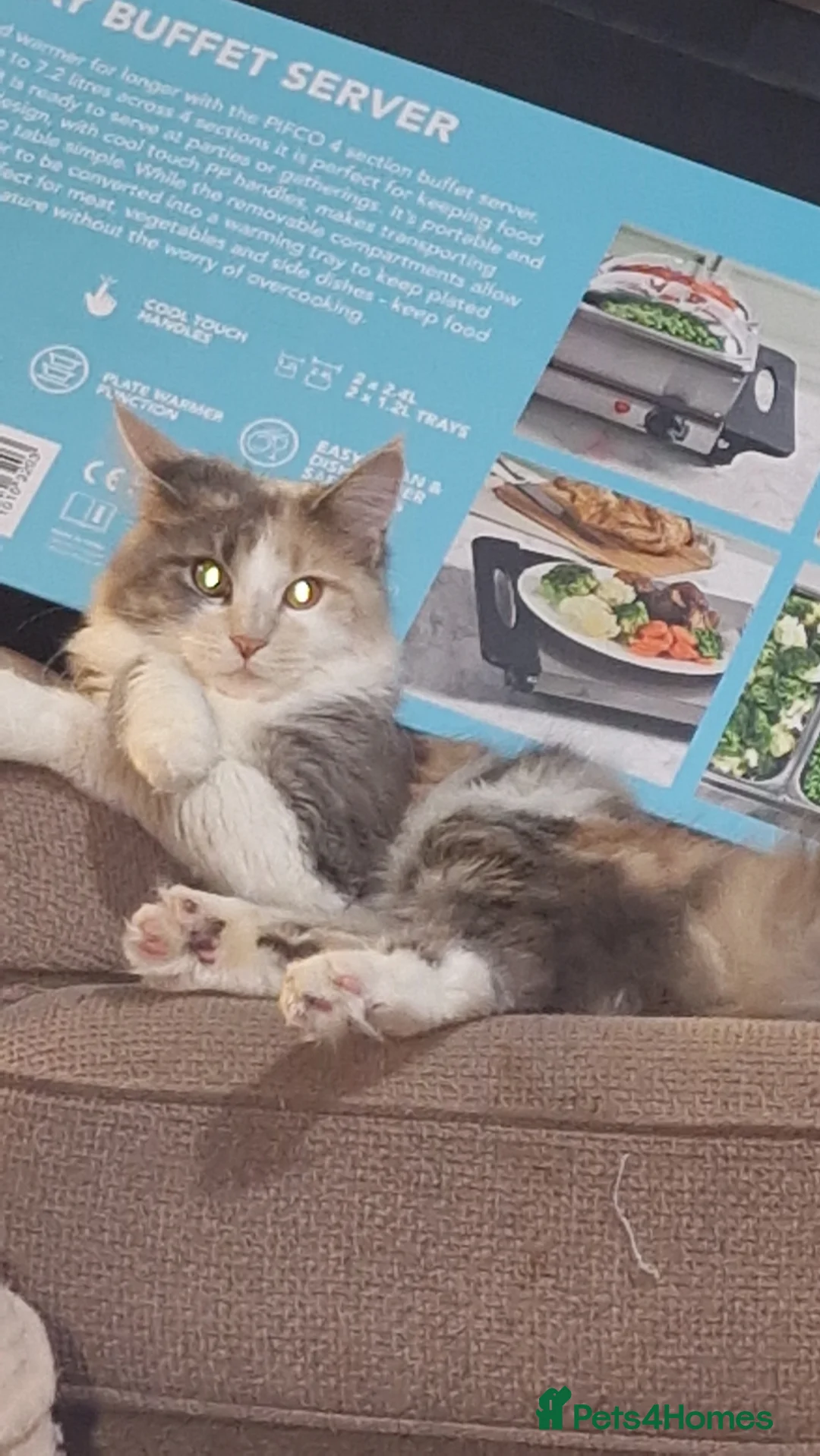 Maine Coon cats for sale: Maine coon X - Advert 3