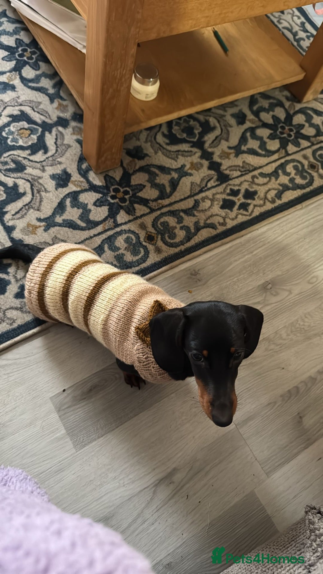 Miniature Dachshund dogs 1 y/o mini black and tan female dachshund - Advert 2