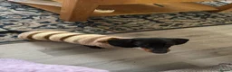 Miniature Dachshund dogs for sale: 1 y/o mini black and tan female dachshund - Advert 2