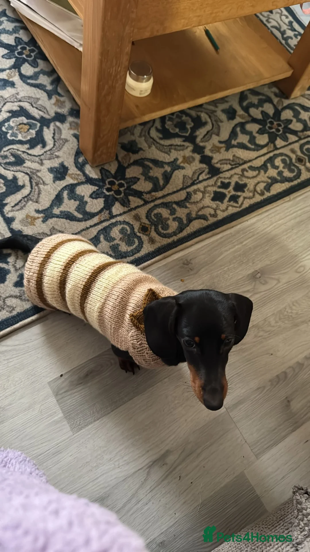 Miniature Dachshund dogs for sale: 1 y/o mini black and tan female dachshund - Advert 2