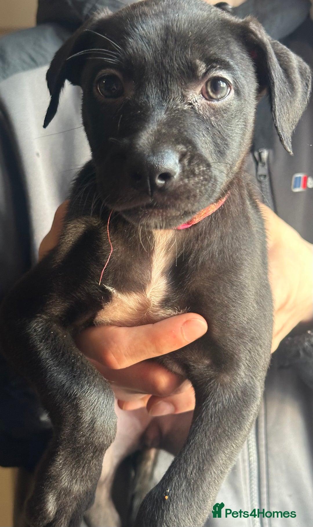Mixed Breed dogs for sale: Staffy x Belgian Malinos  - Image 30