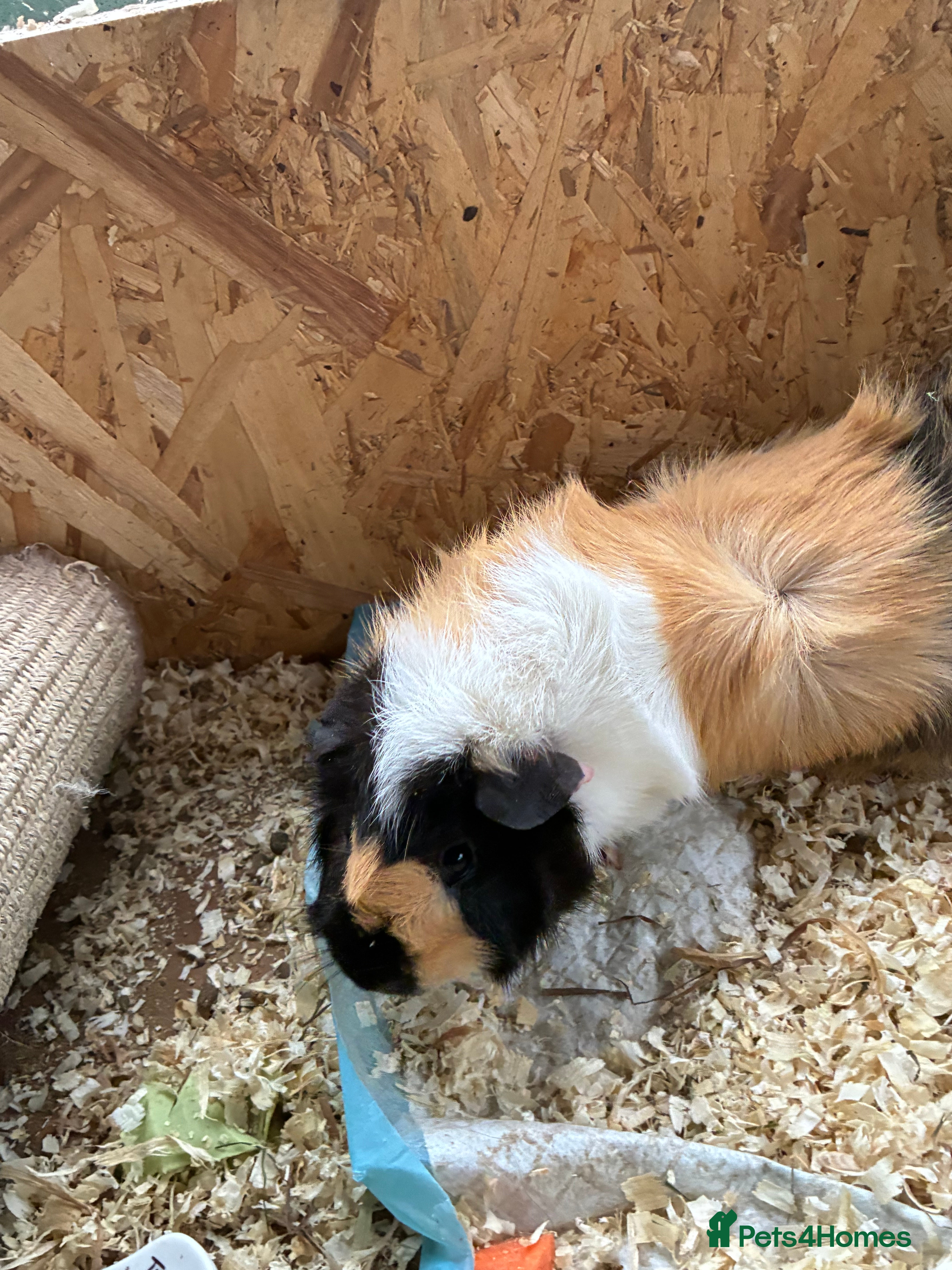 Guinea Pig rodents  male guinea pig - Advert 14