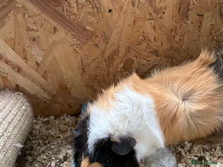 Guinea Pig rodents male guinea pig - Advert 14