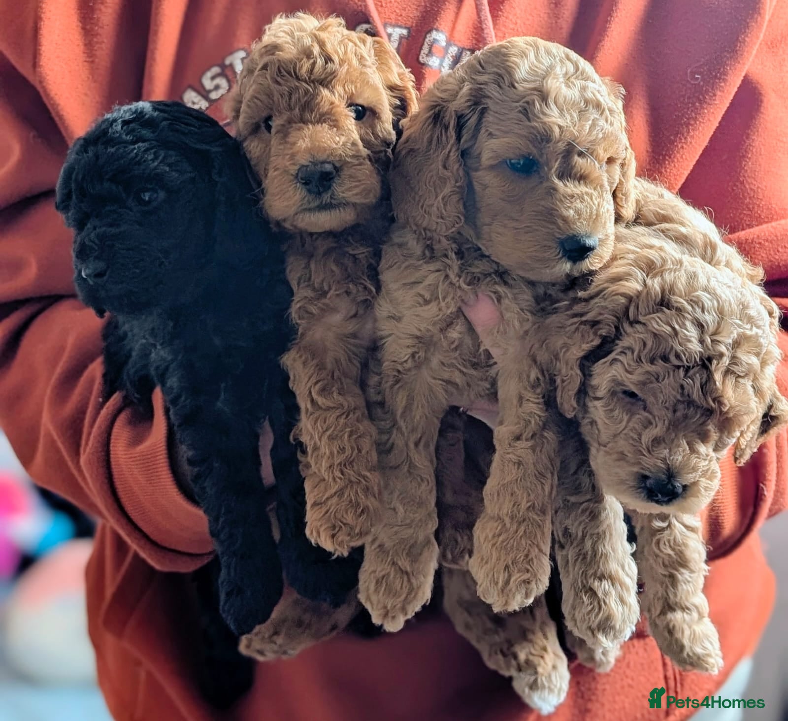 Miniature Poodle dogs Health Tested Miniature Poodles - 6 weeks old - Advert 1