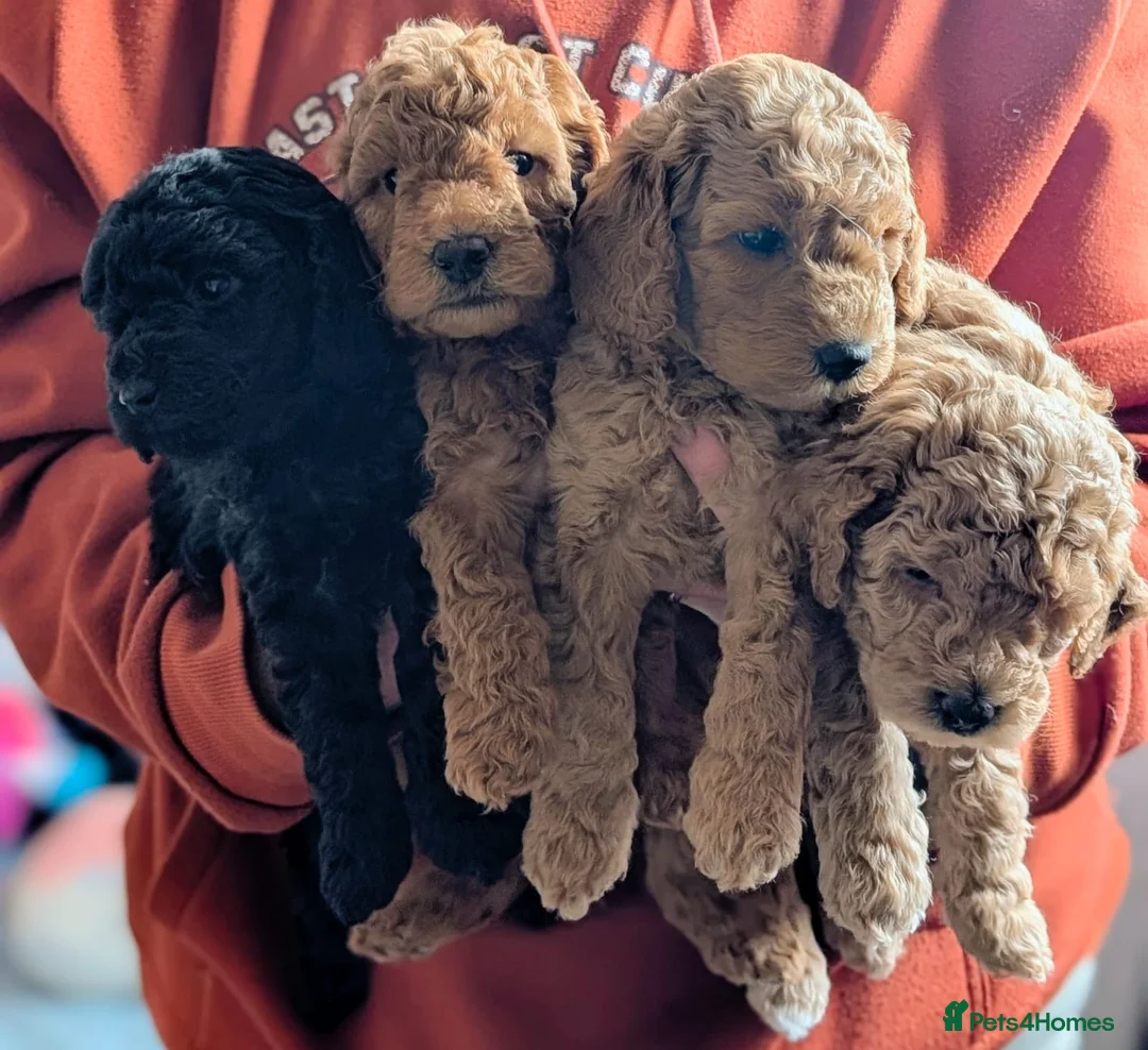 Miniature Poodle dogs for sale: Health Tested Miniature Poodles - 6 weeks old - Advert 1