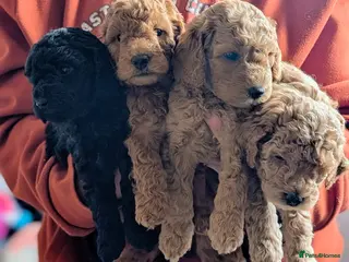Miniature Poodle dogs Health Tested Miniature Poodles - 6 weeks old - Advert 1