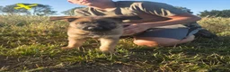 German Shepherd dogs for sale: Working line german shepherd puppies - Advert 34