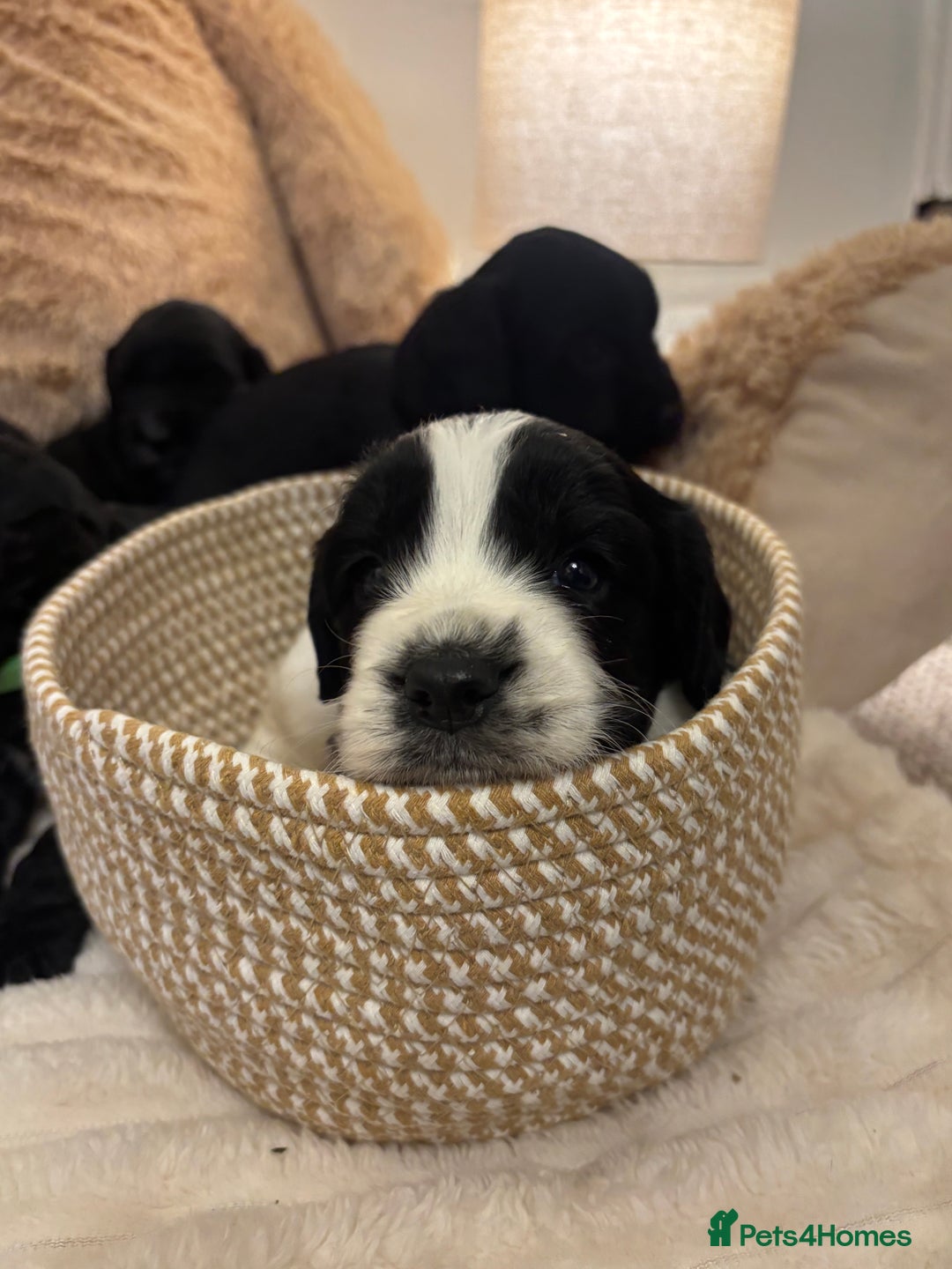 Mixed Breed dogs for sale: Cocker Sproodle Puppies ready 16/12 - Advert 4