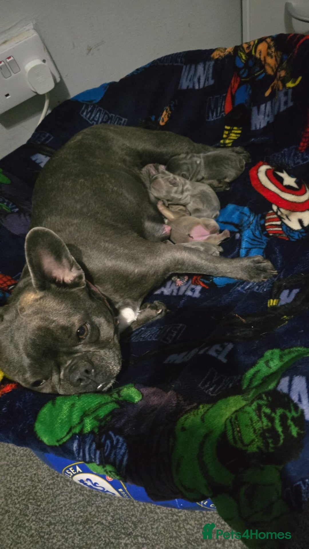 Pug dogs for stud: KC Reg Proven French Bulldog Lilac & Tan For Stud in Colchester - Image 11