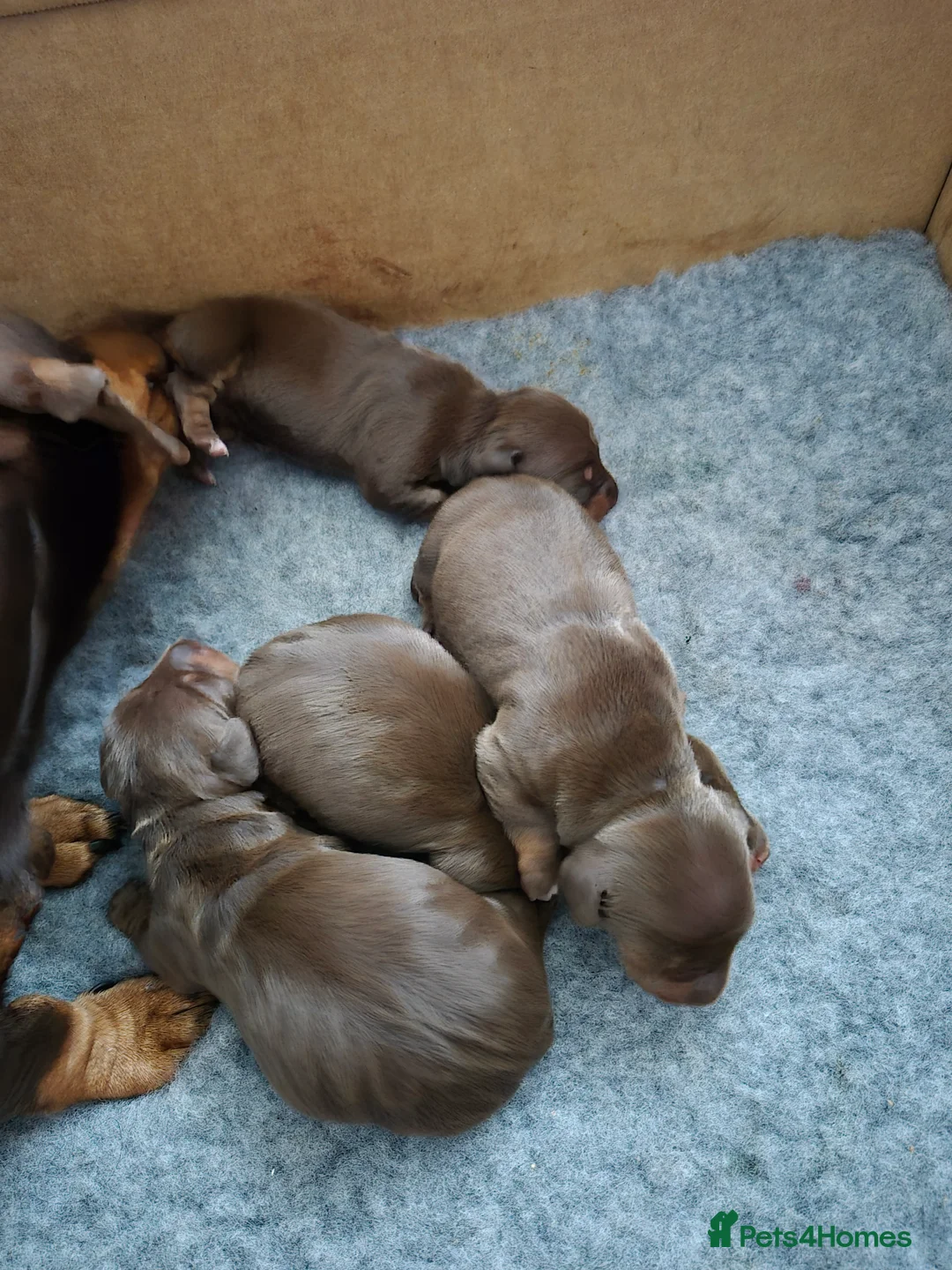 Miniature Dachshund dogs for sale: Miniture dachshund smooth hair puppies  - Advert 3