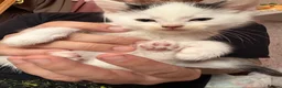 Mixed Breed cats for sale: 3 mixed mainecoon kittens ready for new home.  - Advert 10