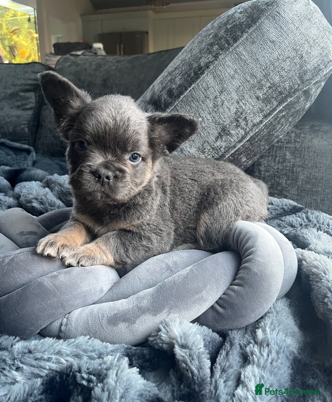 French Bulldog dogs for sale: Beautiful full fluffy frenchies  - Advert 13