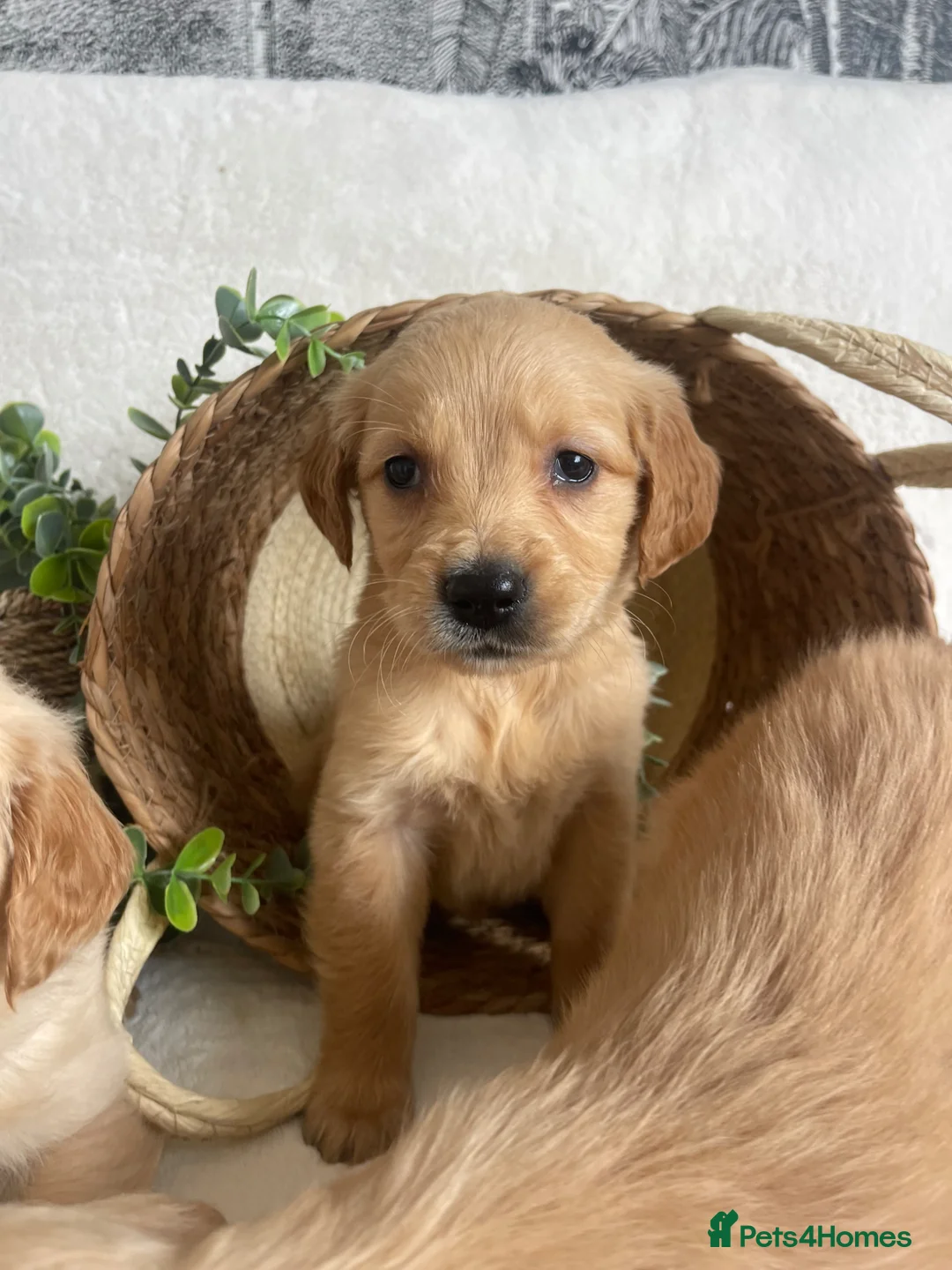 Golden Retriever dogs for sale: KC DNA TESTED GOLDEN RETRIEVERS - Advert 1