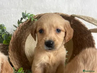 Golden Retriever dogs for sale: KC DNA TESTED GOLDEN RETRIEVERS - Advert 3