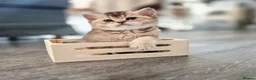 British Shorthair cats for sale: Champion bloodline, Health tested,Pedigree BSH - Advert 17