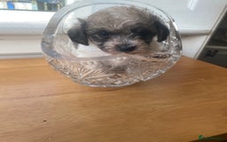 Mixed Breed dogs for sale: Doxie - chon puppies for sale - Image 19