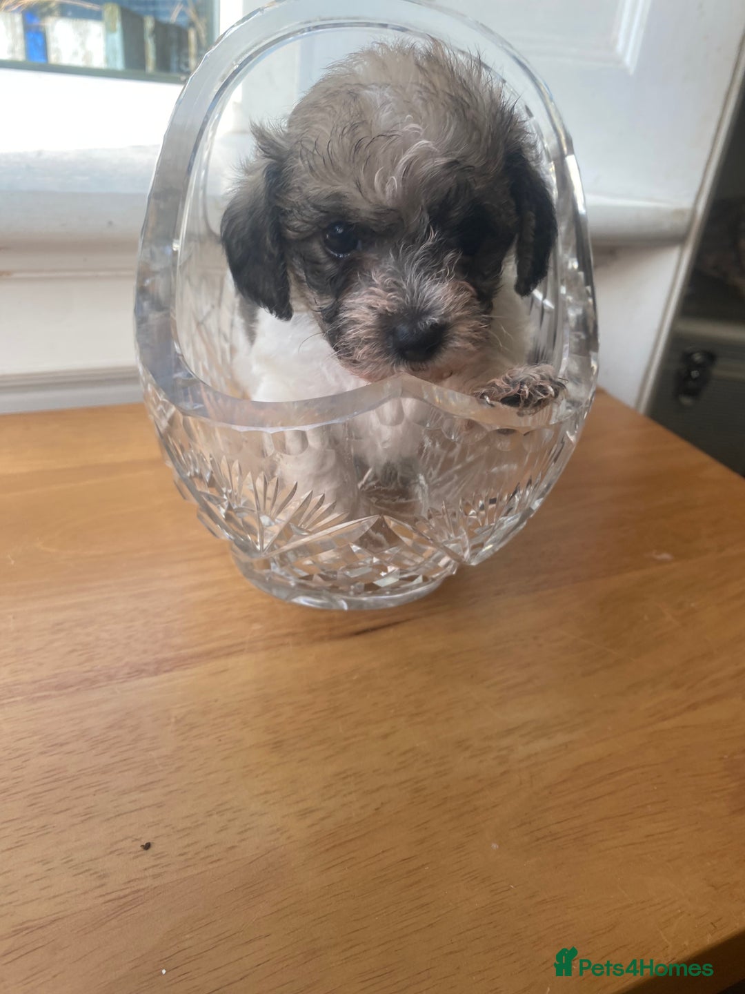 Mixed Breed dogs for sale: Doxie - chon puppies for sale - Image 19