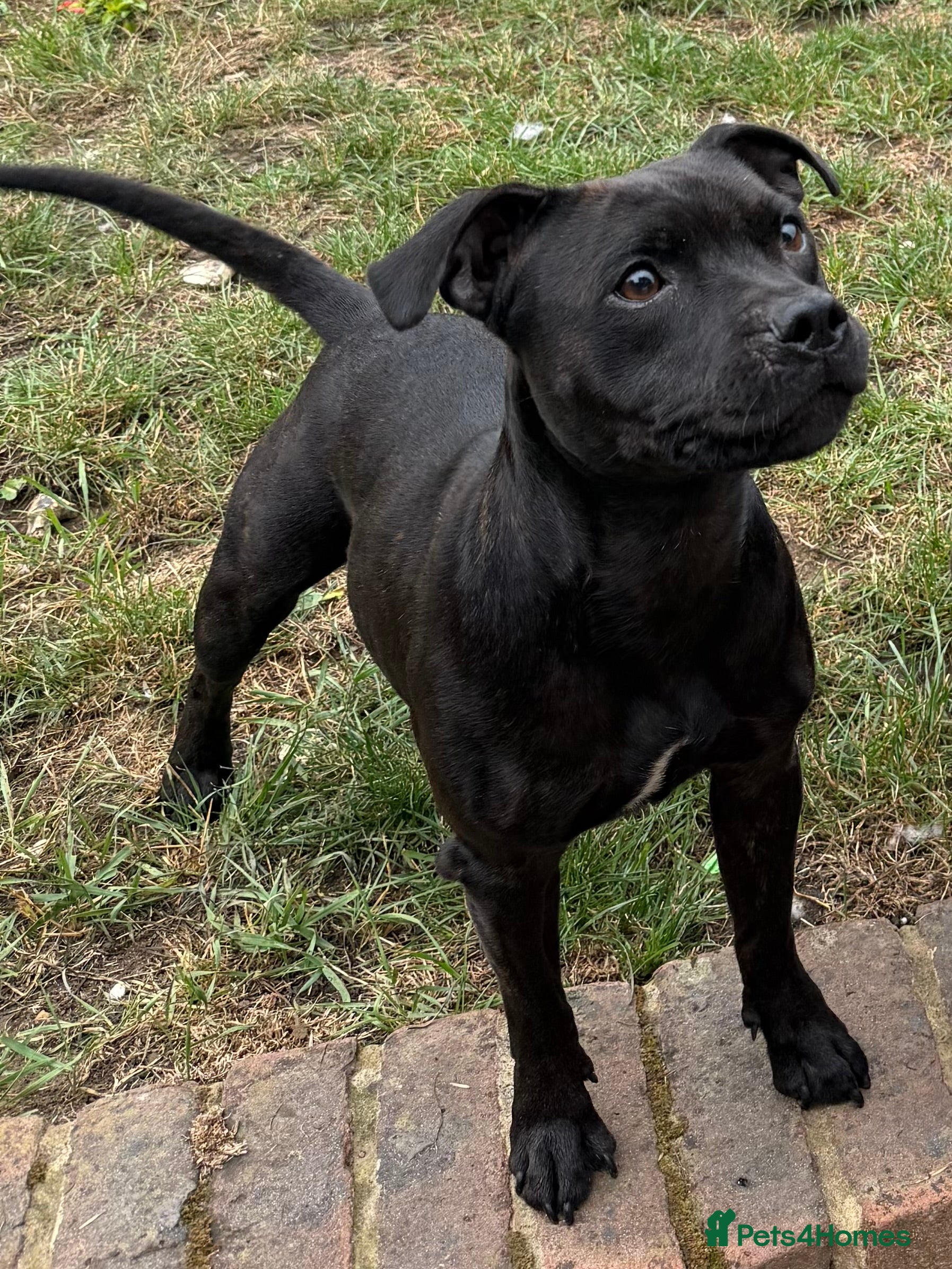 Staffordshire Bull Terrier dogs 🏅🏆 GRAND CHAMPION YOSHI X DARLING DUTCHESS STAFF - Advert 2