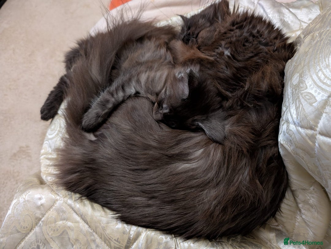 Maine Coon cats for sale: PEDIGREE BLACK SMOKE MAINE COON MALE TICA  - Advert 3