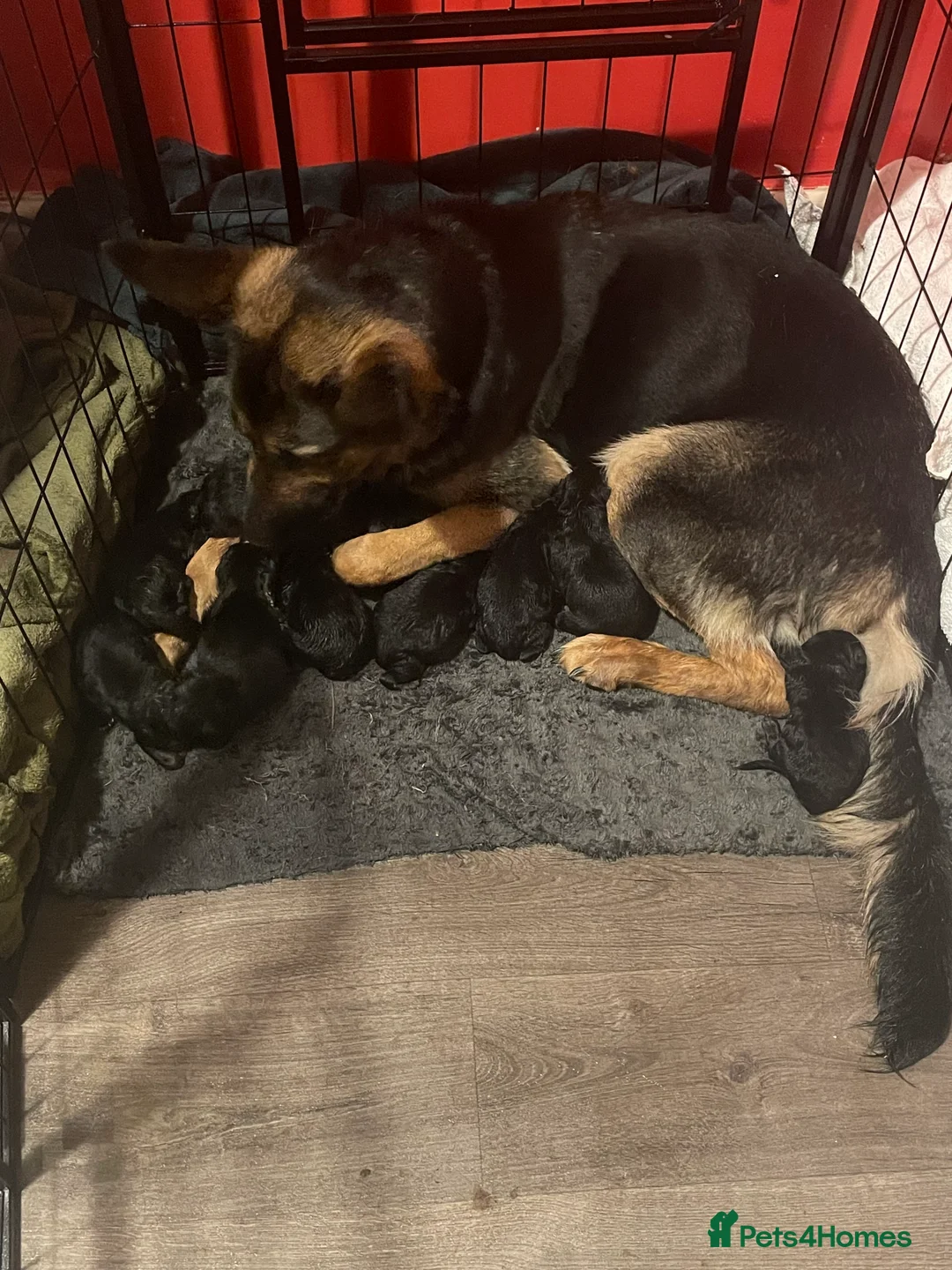 German Shepherd dogs for sale: German shepherd puppies ready now  in Sheffield - Advert 19
