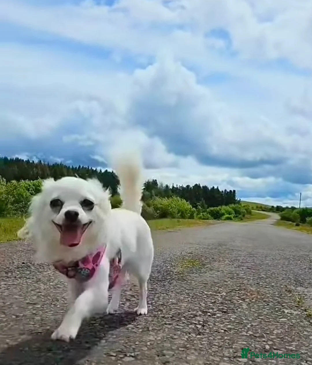 Chihuahua dogs for sale: Dolly Daydream, price negotiable for right home ❤️ - Advert 1