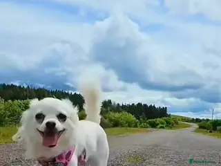 Chihuahua dogs Dolly Daydream in Tredegar - Advert 5